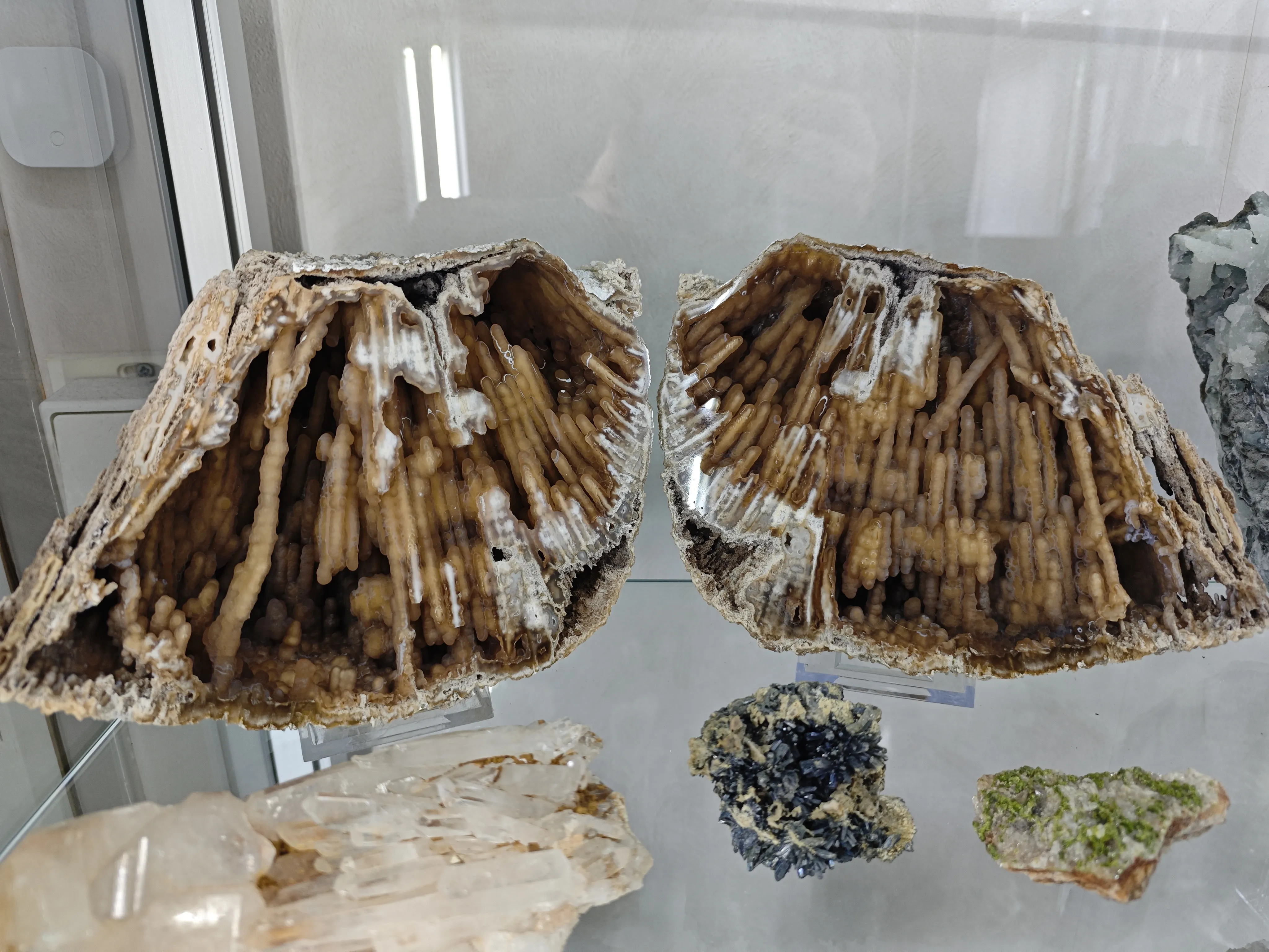 Agatized Coral