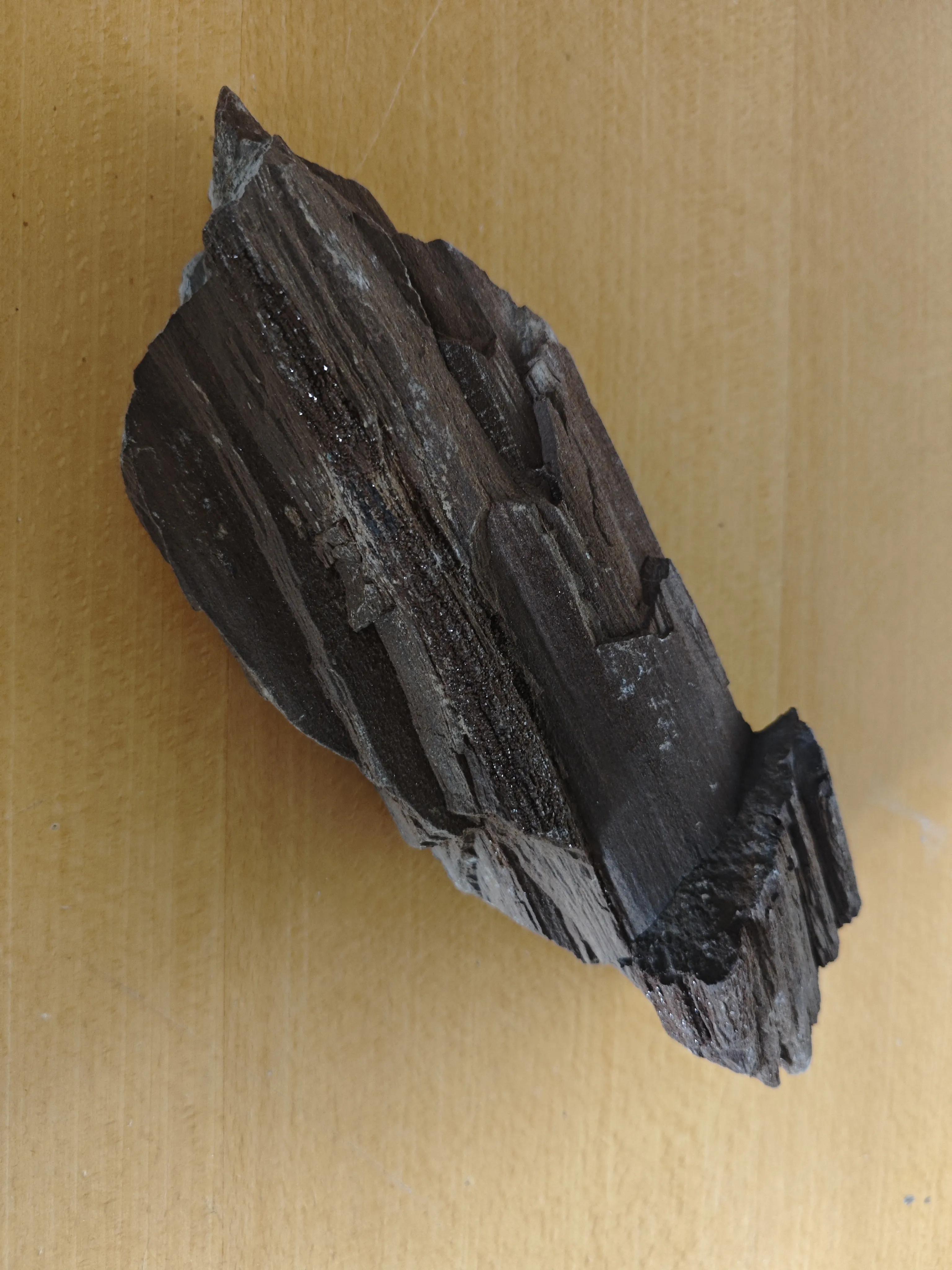 Petrified Wood
